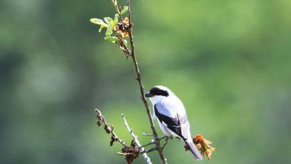 Karaalınlı örümcekkuşu
