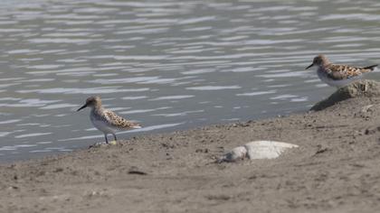 Little Stint