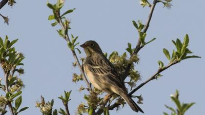 Ortolan Bunting