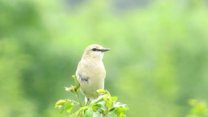 Isabelline Wheatear