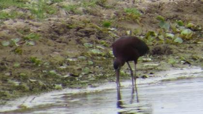 Glossy Ibis