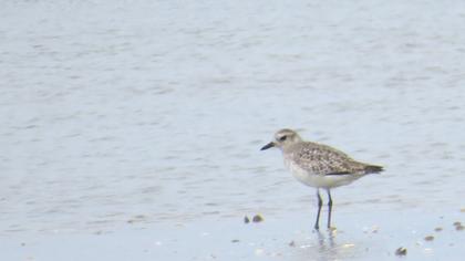 Grey Plover