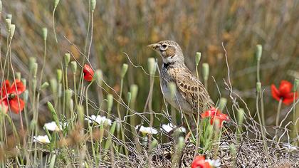 Calandra Lark