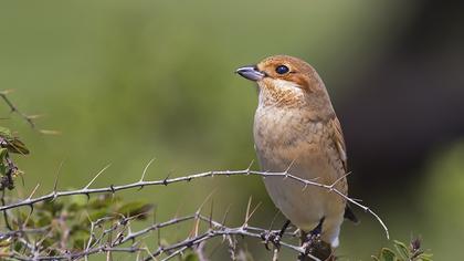 Red-backed Shrike