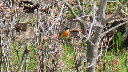 White-throated Robin