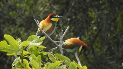 European Bee-eater
