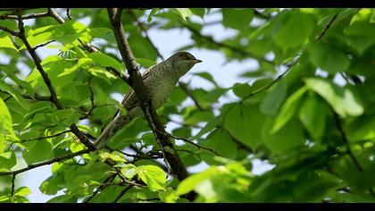 Barred Warbler