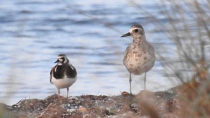 Ruddy Turnstone