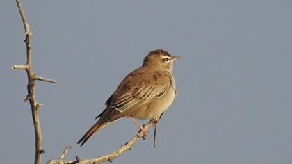 Rufous-tailed Scrub Robin