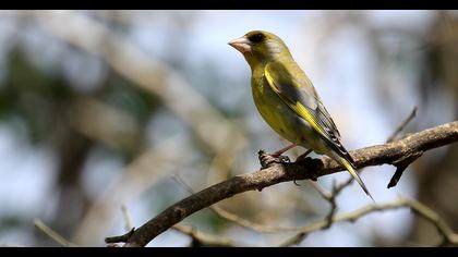 European Greenfinch