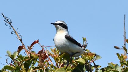 Northern Wheatear