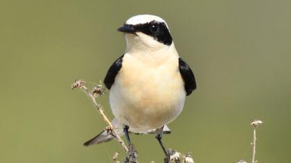 Black-eared Wheatear