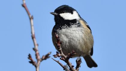 Coal Tit