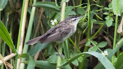 Sedge Warbler