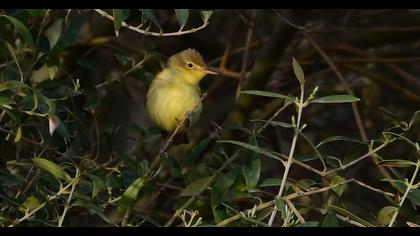 Icterine Warbler