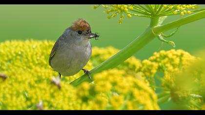 Eurasian Blackcap