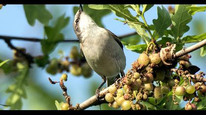 Lesser Whitethroat