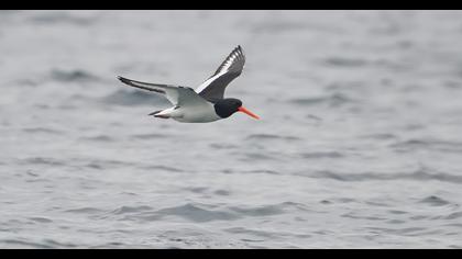 Eurasian Oystercatcher
