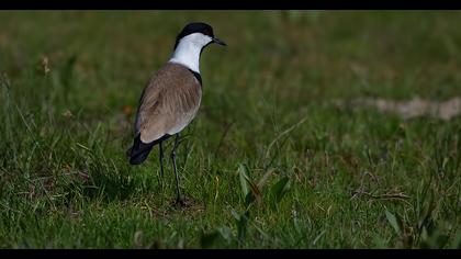 Spur-winged Lapwing