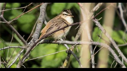 Sedge Warbler