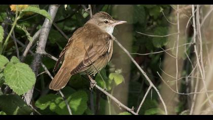 Great Reed Warbler