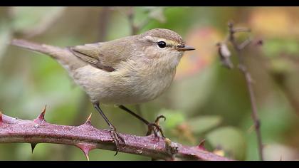 Common Chiffchaff