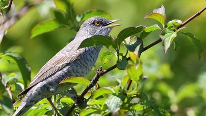 Barred Warbler