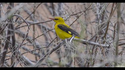 Eurasian Golden Oriole