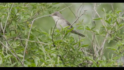 Eastern Orphean Warbler