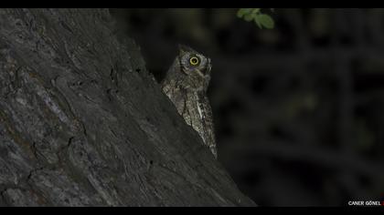 Eurasian Scops Owl