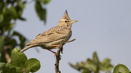 Crested Lark