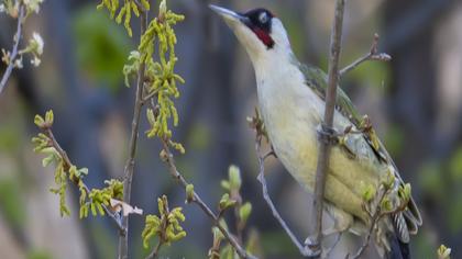 European Green Woodpecker