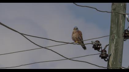 Lesser Kestrel