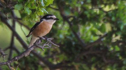 Maskeli örümcekkuşu