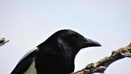 Eurasian Magpie