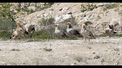 Egyptian Vulture
