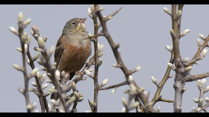 Ortolan Bunting