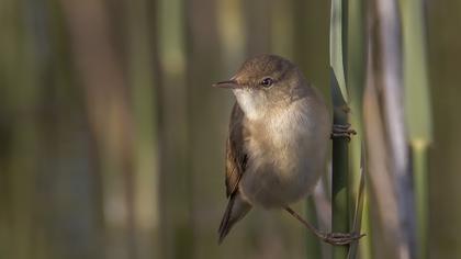 Eurasian Reed Warbler
