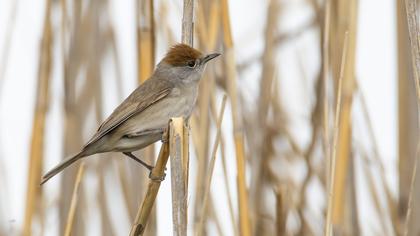 Karabaşlı ötleğen