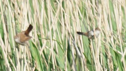 Cetti`s Warbler