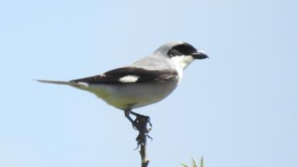Lesser Grey Shrike