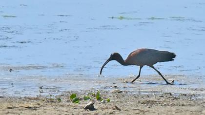 Glossy Ibis