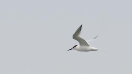 Sandwich Tern