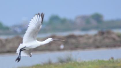 Eurasian Spoonbill