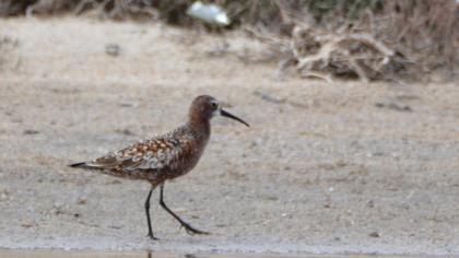 Curlew Sandpiper