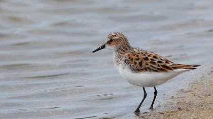 Little Stint