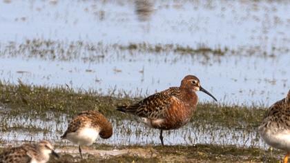 Curlew Sandpiper