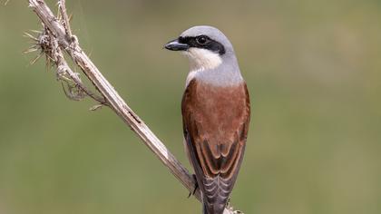 Red-backed Shrike