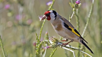 European Goldfinch