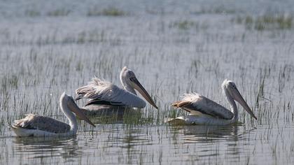 Dalmatian Pelican